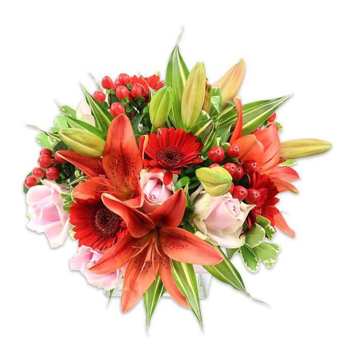 Presented on a luminous white surface, this luxuriant bouquet brings together fiery Asiatic lilies, vivid gerbera daisies, delicate blush roses and bright hypericum berries in a full, rounded composition that feels both opulent and welcoming. The lilies - large, recurved and orange-red with subtle dark speckling - form the visual heart, their stamens and textured anthers adding an intimate sculptural detail. Around them, deep crimson gerberas with dense, radiating petals create contrast and rhythmic repetition, while pale pink roses soften the arrangement with silky, layered petals that open like small blush-cupped moons. Glossy red berries are threaded through the design, their smooth surfaces catching the studio light and introducing playful, jewel-like points of interest. A careful mix of foliage - broad, solid green leaves and some variegated sprigs with lighter margins - frames and supports the flowers, giving the bouquet structure and a fresh, garden-picked feel. Unopened buds lift the silhouette and promise continued bloom, a note any recipient in Bowes Park and neighbouring Palmers Green or Bounds Green would welcome. The sensory language of the piece is clear: visual warmth from the reds and oranges, tactile contrasts between velvety petals and waxy berries, and an implied sweet-spicy perfume from the lilies. Hand-crafted with the sort of attentive detail you'd expect from a local florist, this bouquet - arranged by Bowes Park Flowers for delivery across the area - suits anniversaries, celebratory dinners, or a heartfelt gift to brighten someone's day.