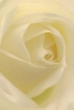 Let this image immerse you in the gentle heart of a cream-white rose, recalling the serenity that Bowes Park residents find in their beloved green spaces. The spiraled petals, almost weightless, open softly as if cradling a tender secret-edges kissed by morning light reminiscent of Alexandra Park after dawn. Texturally, the bloom suggests the finest silk, cool against the skin, with shadows dancing quietly between each fold to create a sense of inviting depth. This rose exudes peaceful strength and humble admiration-a fitting symbol for expressing sympathy, gratitude, or celebrating life's gentle beginnings. It conjures memories of meaningful bouquets prepared by skilled hands at Bowes Park Flowers, each one carrying with it the fragrance of care and thoughtfulness. This up-close perspective ensures every nuance is captured to convey not just the rose's beauty, but also the emotional artistry our community expects from its local florist-available for delivery throughout Bowes Park, from Myddleton Road to the heart of Palmers Green.